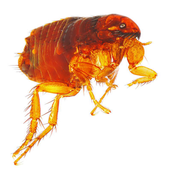 Cat Flea (Ctenocephalides felis